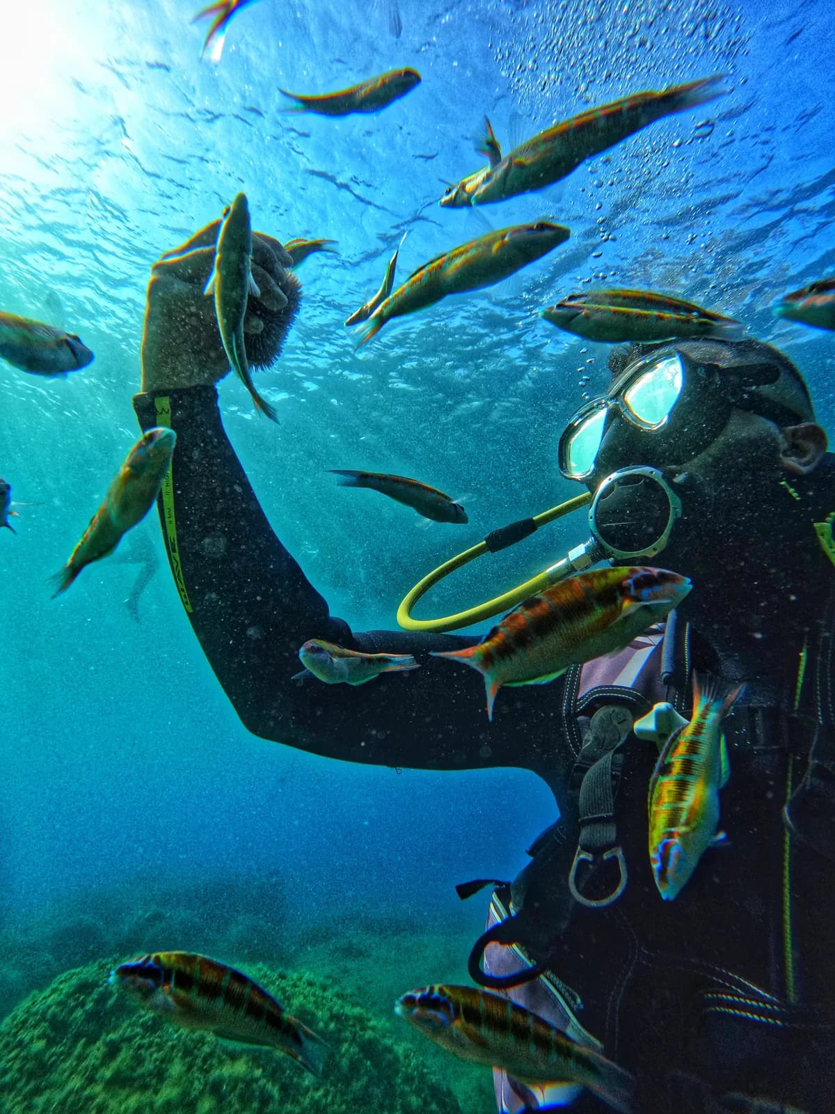 Diver with a regulator surrounded by small fish